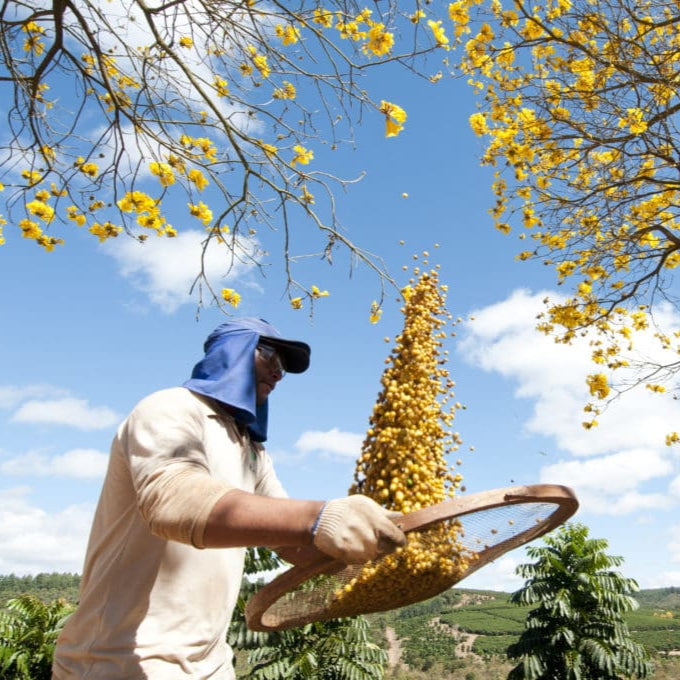 Decaf Colombia Narino – Freelance Coffee Project